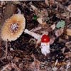 雑木林で見つけた秋